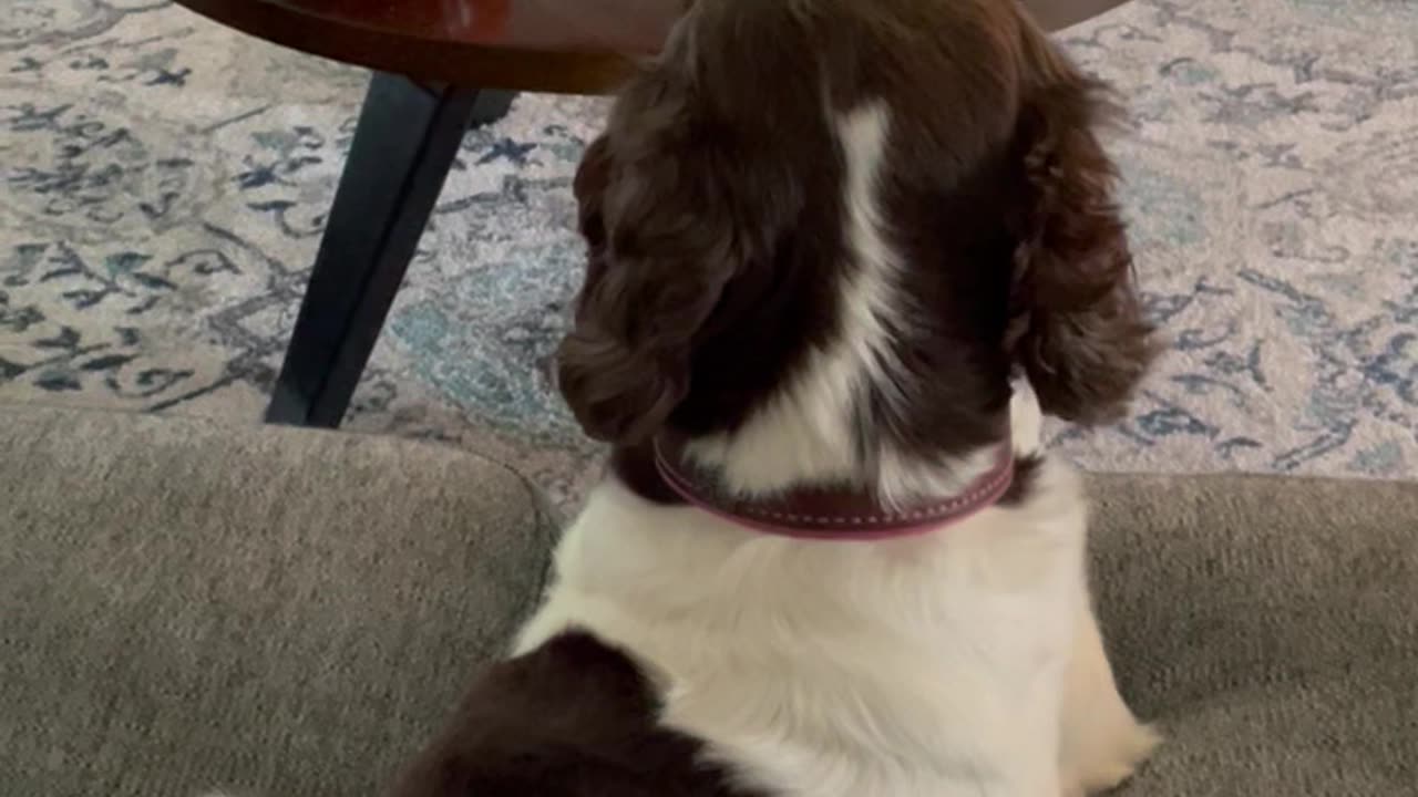 Springer Spaniel Watching Springer Spaniels on DOG TV! #shortsviral #shortsvideo #springerspaniel