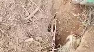Saving a Badger