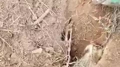 Saving a Badger