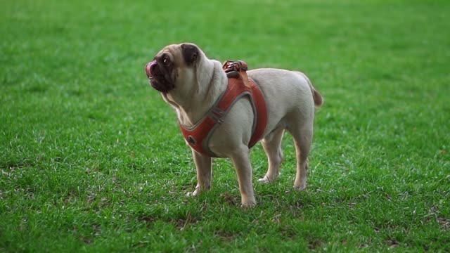 Portrait Of A Pug