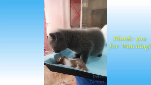 Playing with cat funny videos