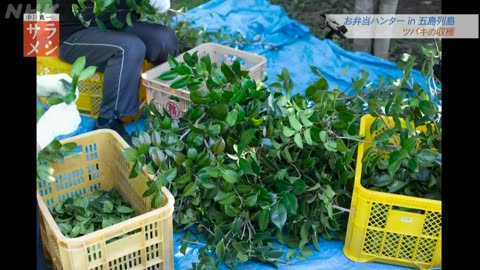 サラメシ （24）広島・瀬戸内海のアナゴ漁▽長崎・五島列島のツバキ