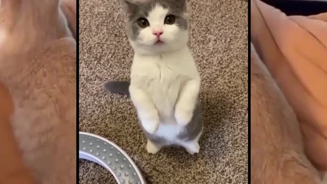 Cute cat funny vidéo