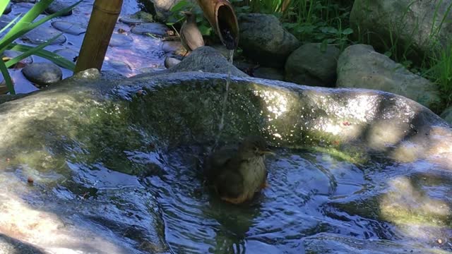 birds taking a delicious bath in the fountain