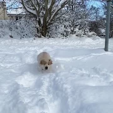 Snow Baby Golden Retriver