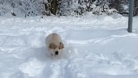 Snow Baby Golden Retriver