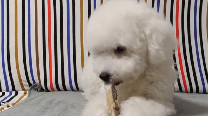 dogs lead us