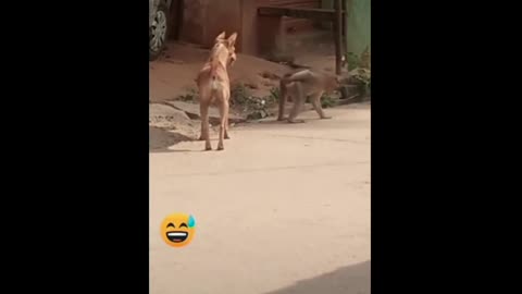 Super Funny Animal Video that Will Make You Laugh Out Loud | Keep Laughing | Do Share & Subscribe