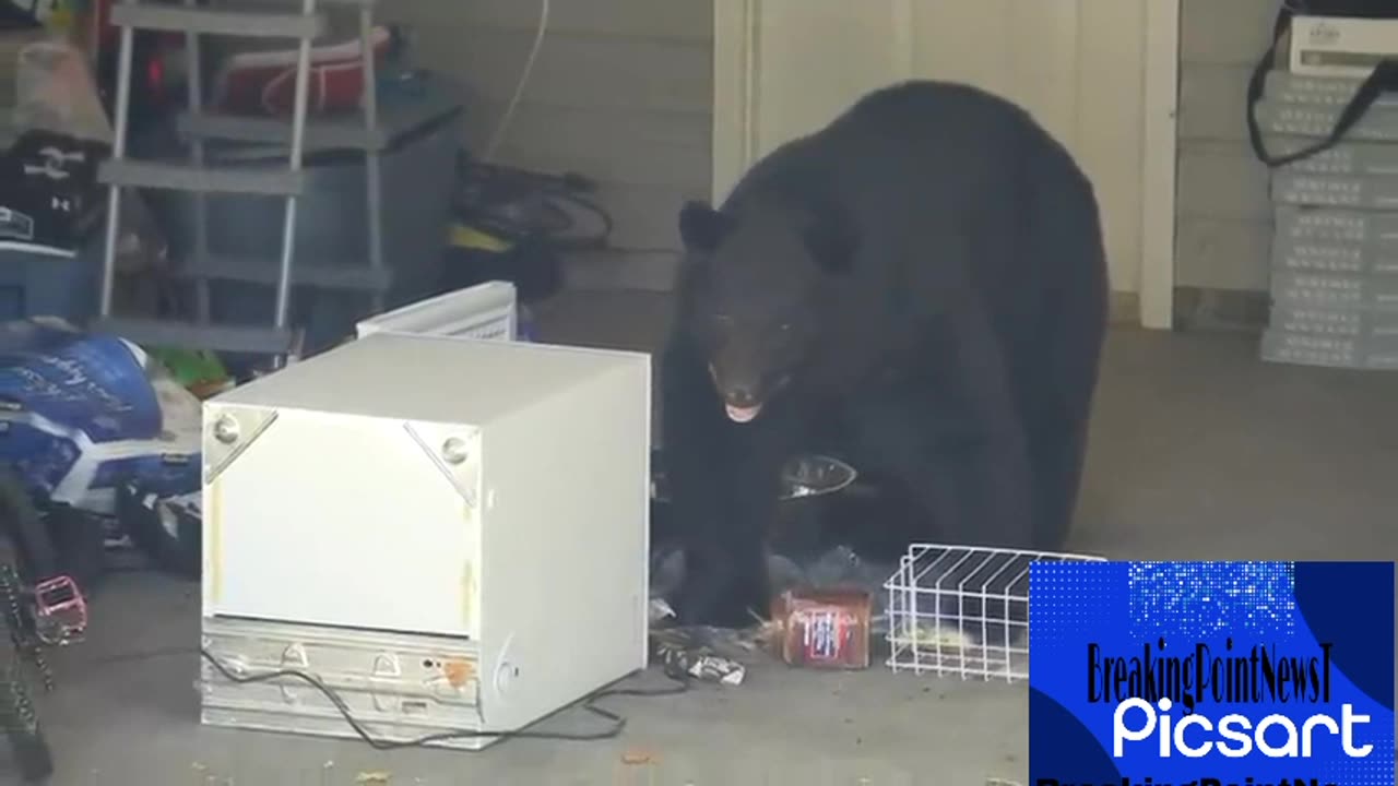 Big black bear locked in small hot car in BC, destroy Toyota's interior from escape attempt