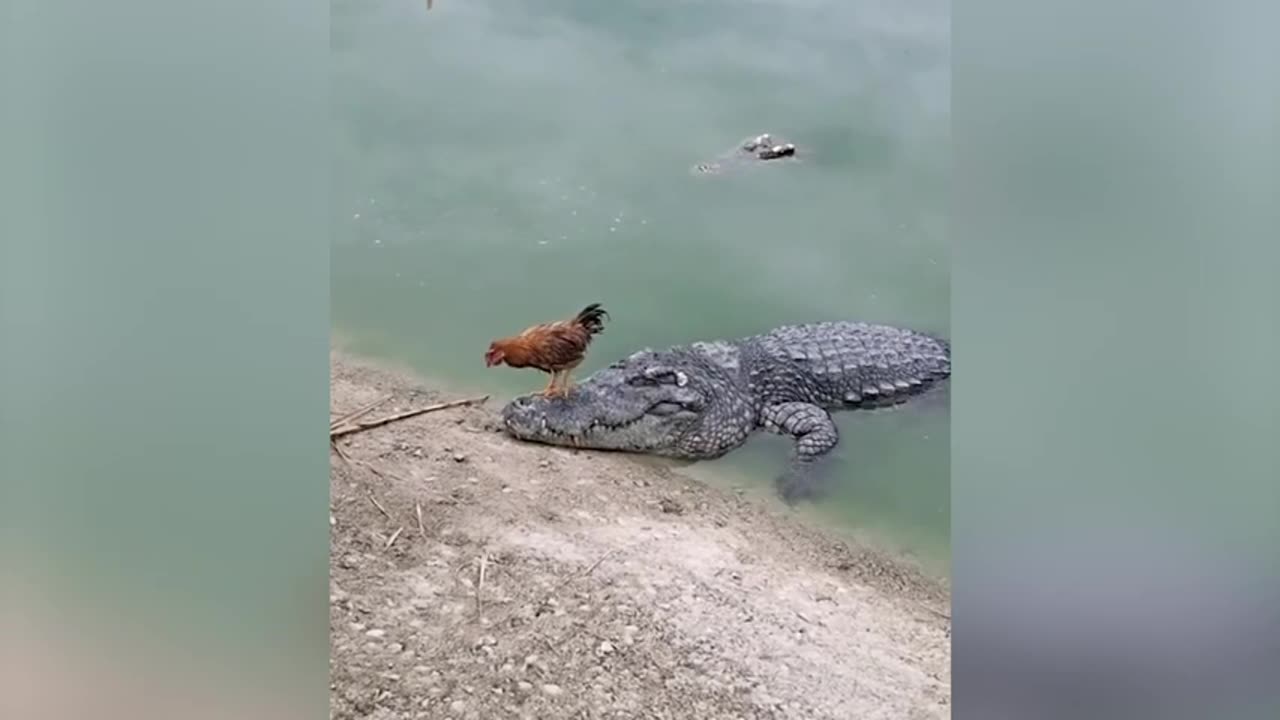 🐓🐊 Feisty Rooster Takes Charge: Bullies Crocodile to Show Who's the Boss! 😎🌴