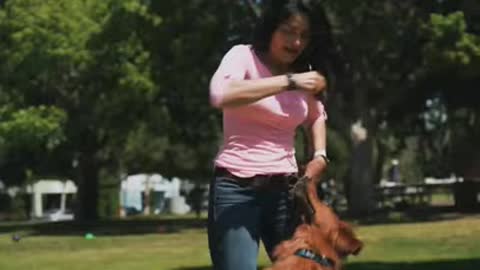 Dog Playing At Park