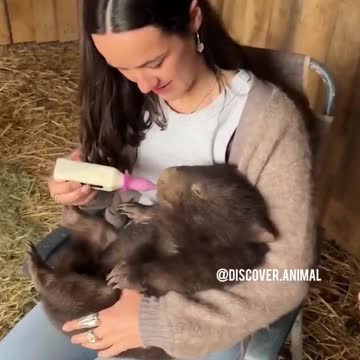 The Tasmanian devil who wants milk