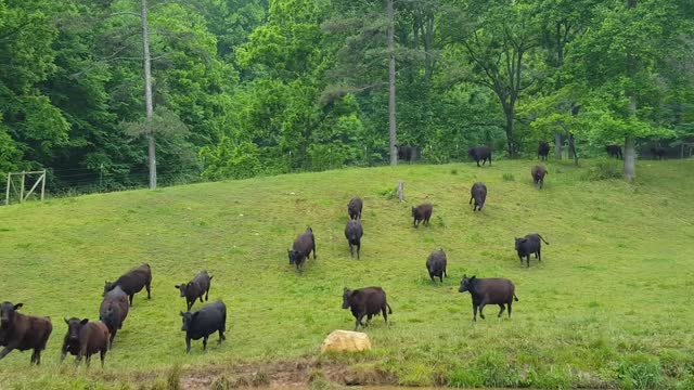 Cattle Race Downhill in Response to Owner Calling Them At Ranch