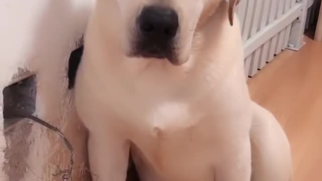 You will get stomach ache from laughing so hard funny 🐕 video