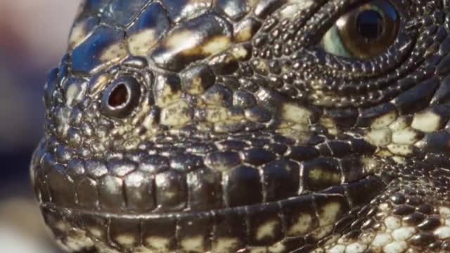 Iguana pursued by executioner snakes | Planet Earth