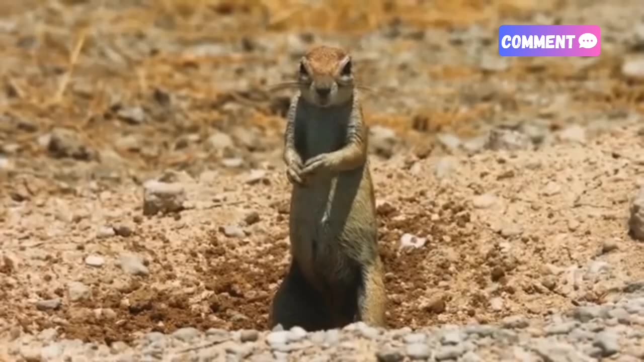 Daily routine fight of jungle animals like cobra, mongoose,squarell,lions and zebraa