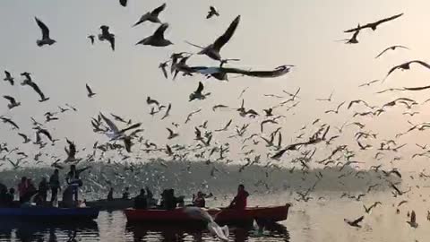 Beautiful birds flying scene
