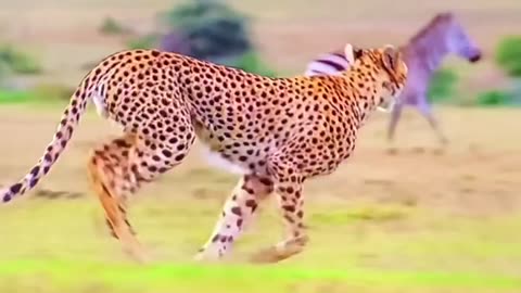 CHEETAH SPIRIT