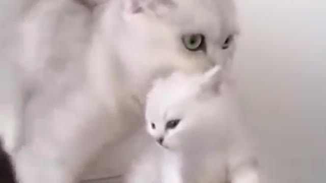 Baby Cat funny videos, Cat food and drinks milk with her mother.