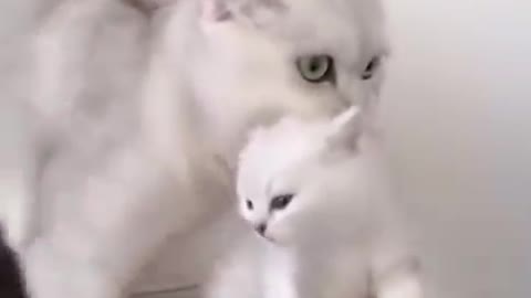 Baby Cat funny videos, Cat food and drinks milk with her mother.