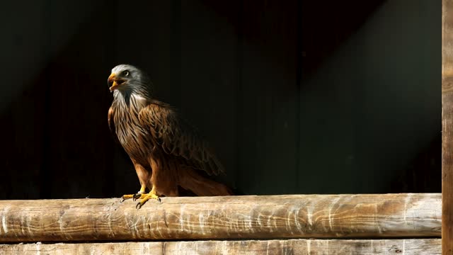 Look at these two birds of prey!