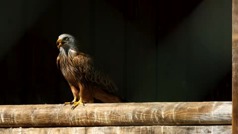 Look at these two birds of prey!