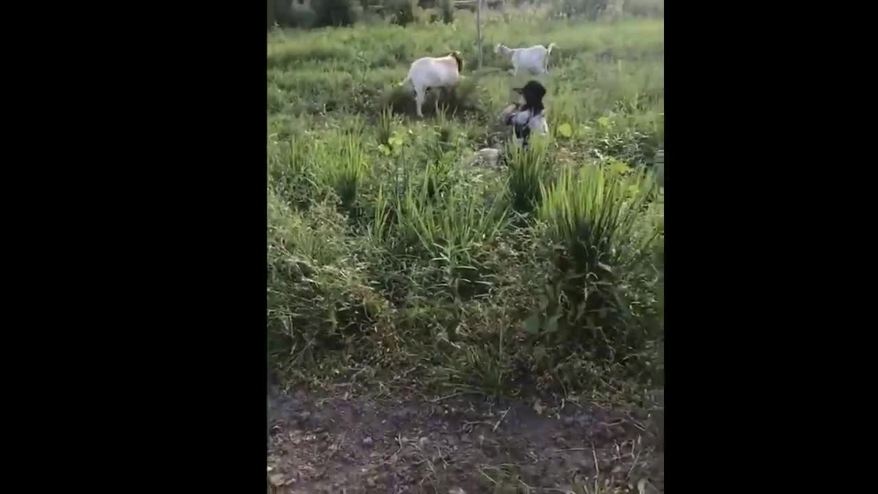 Funny Moments Of The Year Compilation 😆🔥🐷 PART 6