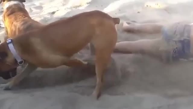 Funny dogs. Funny animals. Memes animals.