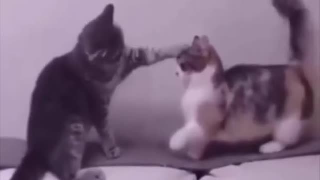 ❤️😹 Funniest Animals 😹 - Best Of 🙊❤️ Funny Animal Videos Ep 40 #Shorts#Pets ❤️