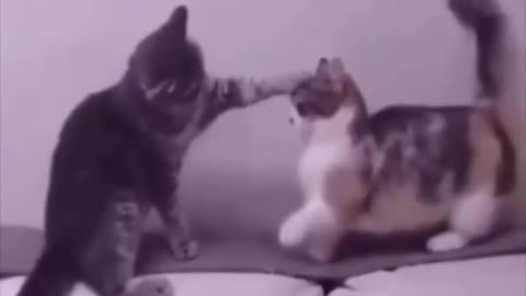 ❤️😹 Funniest Animals 😹 - Best Of 🙊❤️ Funny Animal Videos Ep 40 #Shorts#Pets ❤️