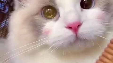 Aww Cute Cats Videos Funny Animals Compilation 😹 Try Not To Laugh
