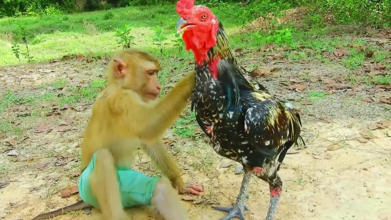 Monkey's Clumsy Climb: Hilarious Attempt to Hold a Hen