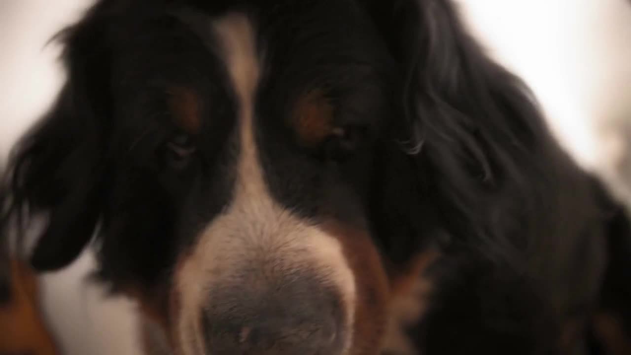 Close up of big Bernese mountain dog