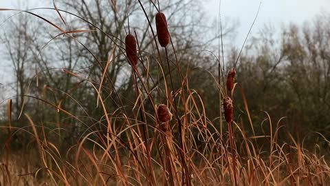 Swamp Morning