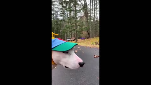 Try not to laugh🤣 Funny animals😹‖ #shorts #funnyvideos