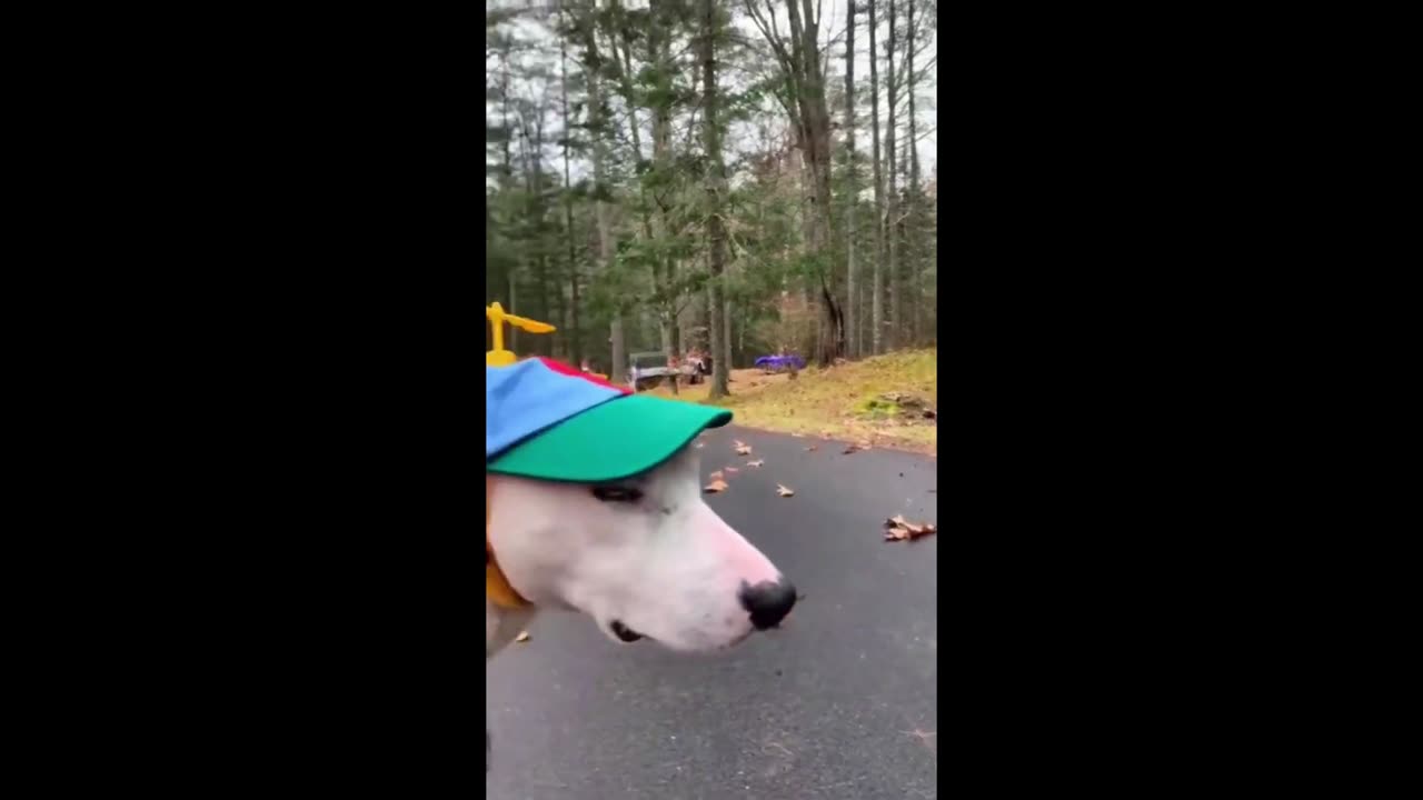 Try not to laugh🤣 Funny animals😹‖ #shorts #funnyvideos
