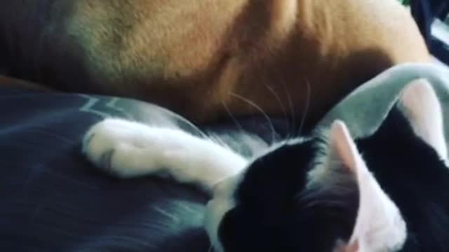 Brown dog getting scratched by owner and cat