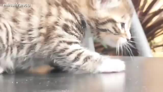 cats and kittens cute π