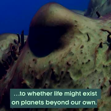 These Fossils are ALIVE! 🤯