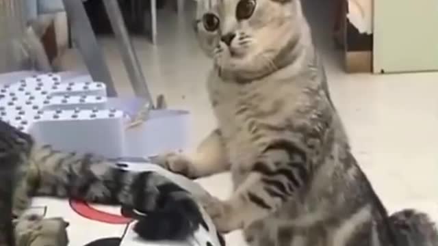 Adorable cat videos!