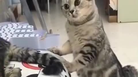 Adorable cat videos!