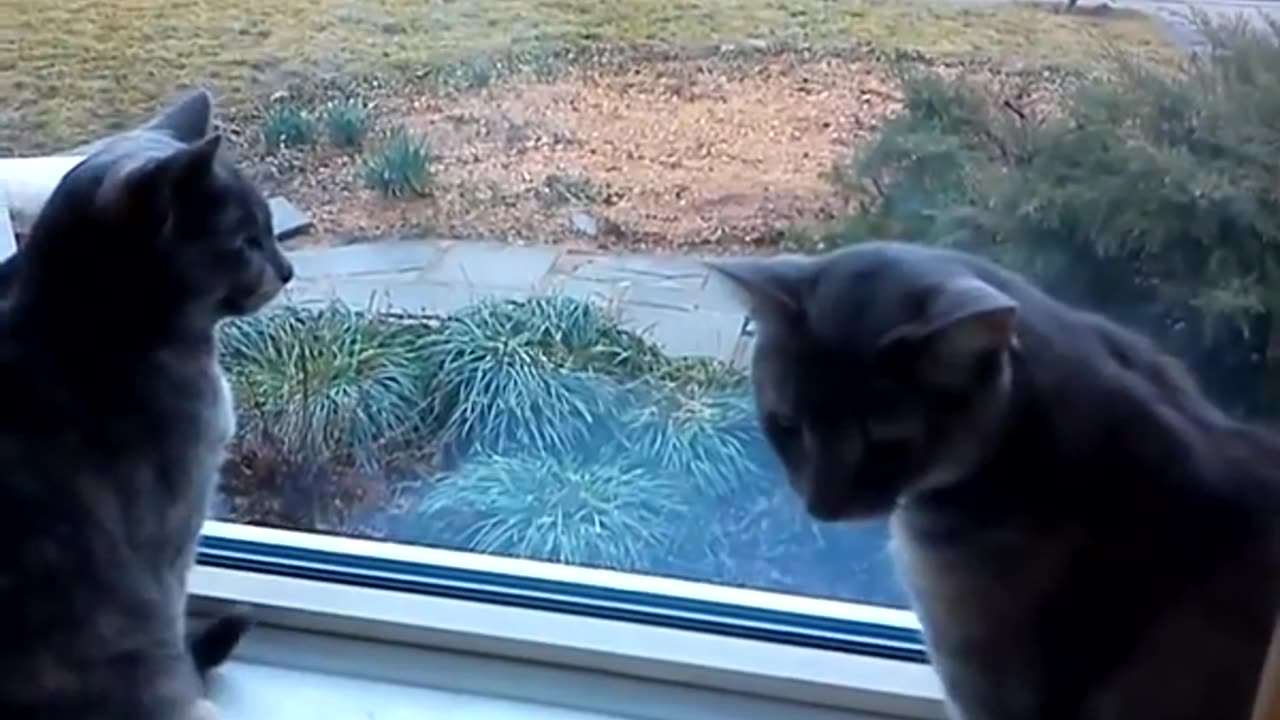 Two cats talking like it's morse code