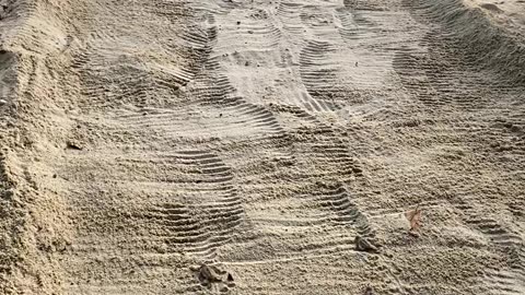Baby Turtles Make Their Way to the Water