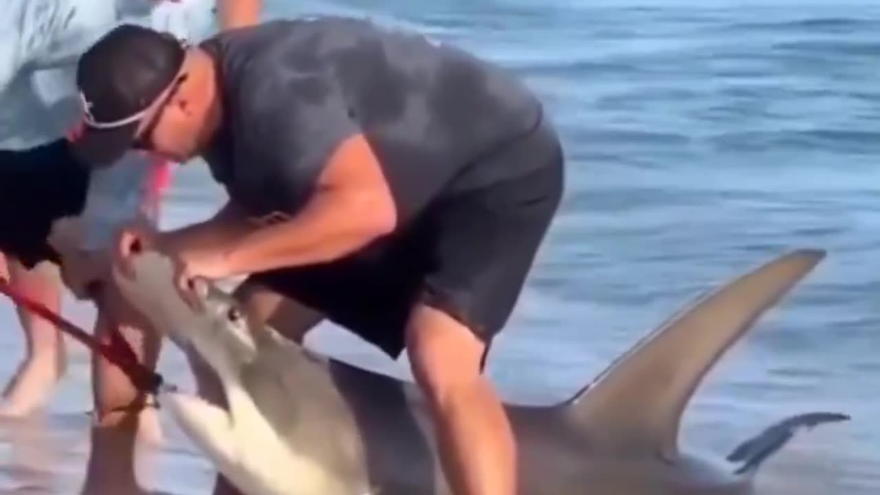 Kind gentlemen rescue a shark entangled in a fishing hook..🦈🎣🙏❤️