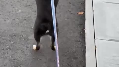 DOG FIGHT FOR WALKING amazing video