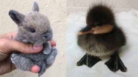 Baby animals are very cute