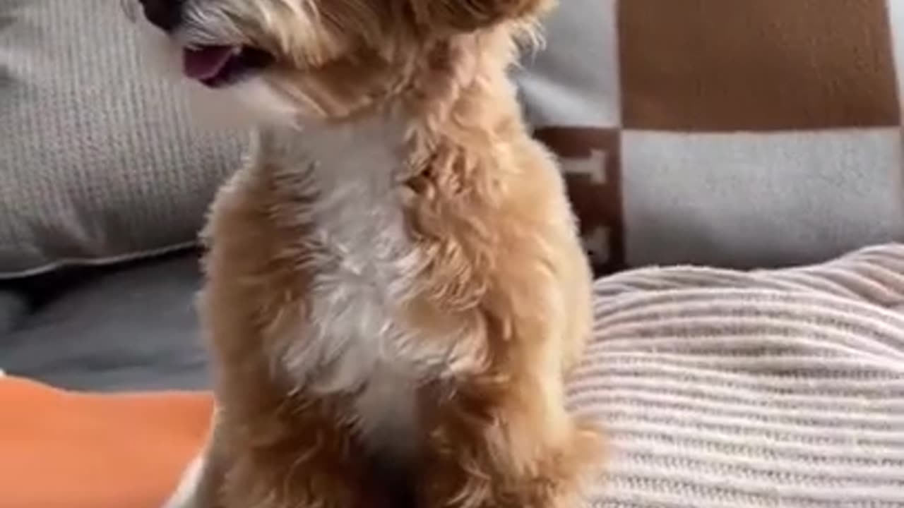 Cute puppies doing funny things....