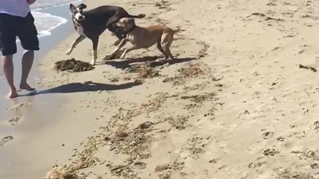 Long video of two dogs fighting on beach in slo mo