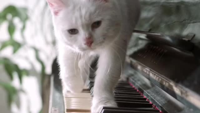 Cat Playing piano like Beethoven