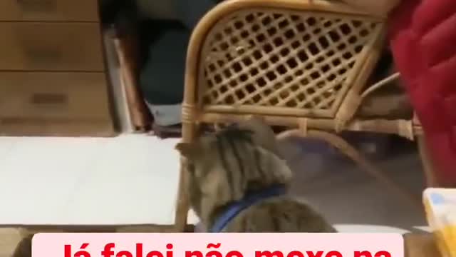 Cats fofos .2